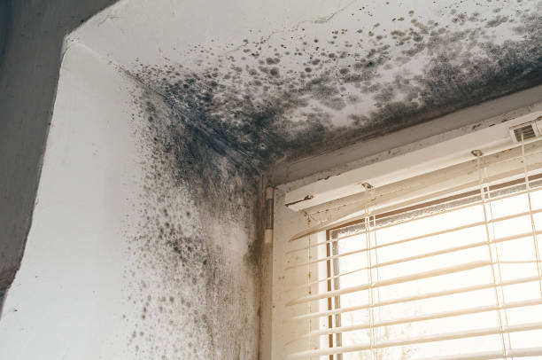 Affordable Bathroom Mold Removal solutions in Capron, VA